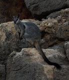 Black-footed Rock Wallaby