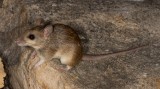 Common Rock Rat