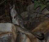 Short-eared Rock Wallaby