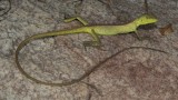 Diporiphora superba