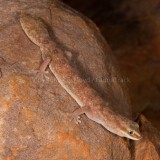 Diplodactylus custos