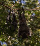 Black Flying-fox