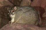 Rock Ringtail Possum
