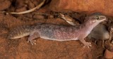 Diplodactylus barraganae