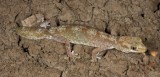 Diplodactylus tessellatus