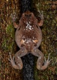 Frogs of Australia (Microhylidae)