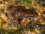 Taudactylus eungellensis