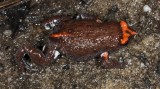 Pseudophryne australis
