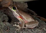 Litoria citropa