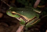 Litoria nudidigita