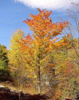 New Hampshire Foliage
