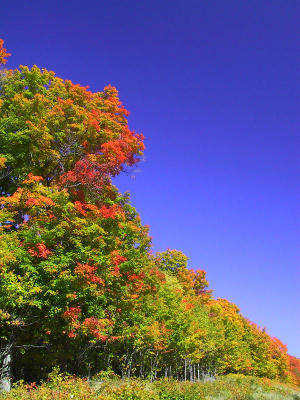 Fall Colour