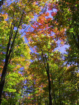 Maple Forest