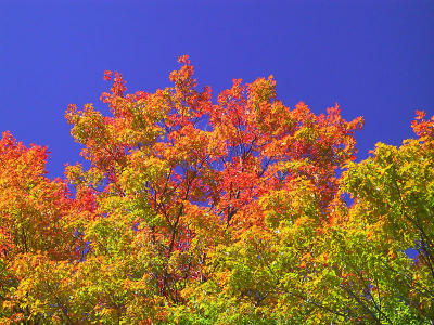 Hue of Autumn