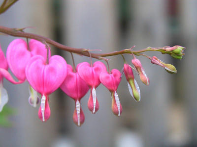 Bleeding Hearts