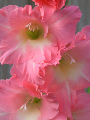 Cathedral Gladiolus