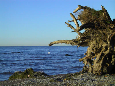 Unrooted