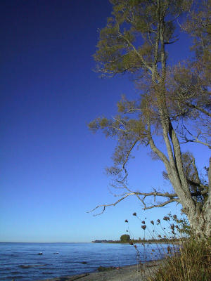 Autumn Blue