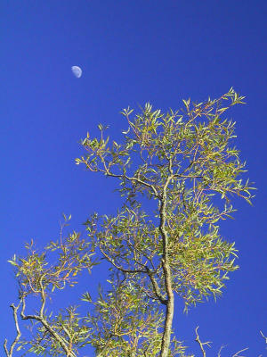 Once in a Blue Moon