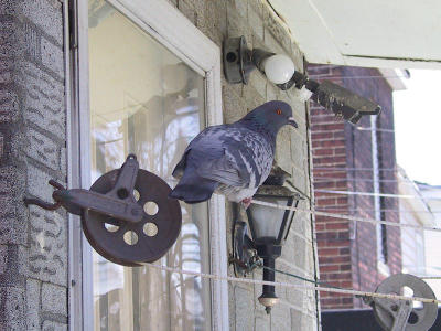 Pigeon