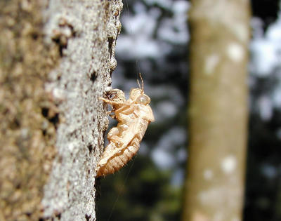 Empty cicada.