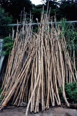 Bamboo, Tienmu