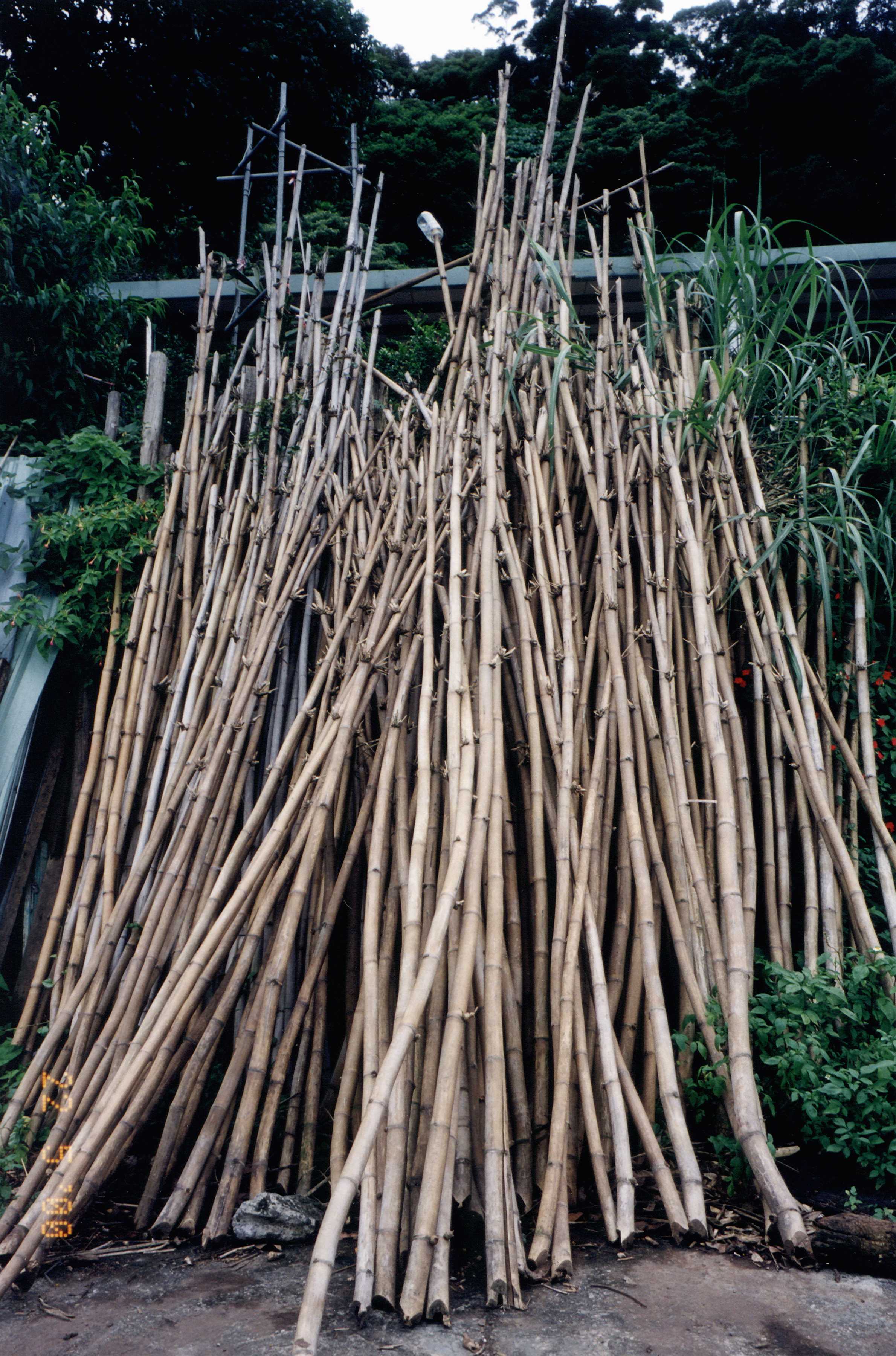 Bamboo, Tienmu