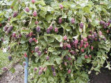 Home-grown boysenberries