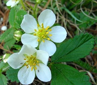 Wild Strawberry