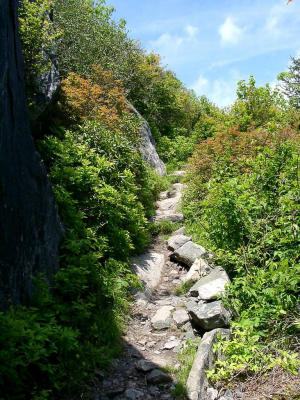 A narrow pathway threads its way up the mountainside.  Much of the hike to Mt.Rogers is on a similar rocky surface