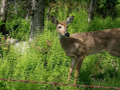 A very curious and friendly deer approaches hikers.  Looking for a handout, perhaps?