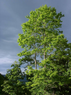  A tree catches the evening sun at Fox Hill Inn as dark skies indicate an approaching storm