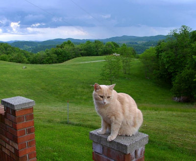 Turbo sits atop his mountaintop throne  in SW Virginia