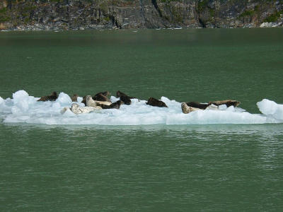 Harbor Seals Kicking back
