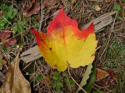 Fall Leaf on Fox Hill Inn Trail