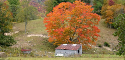 Typical Virginia Farm Scene