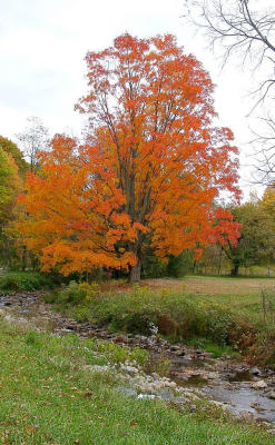 Fall along VA603 near Troutdale, VA