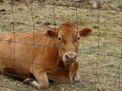 Hi, I'm a tourist cow !