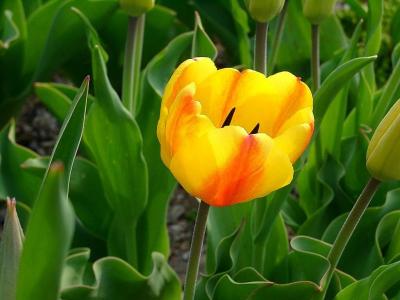 u/athiker95/medium/83576.bold_tulip.jpg