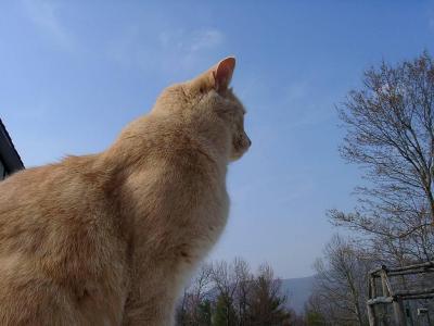 A cat and his Mountain