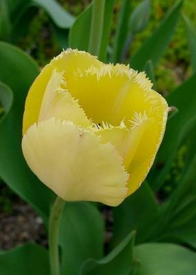 Yellow Fringed Tulip