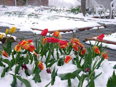 Freak April Storm Blasts Tulips !