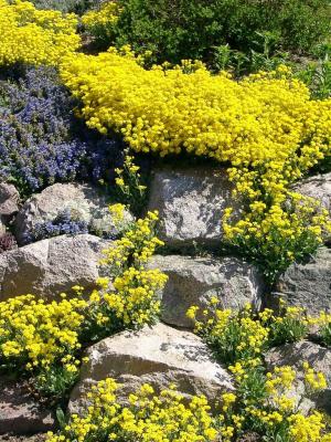 Cascading flowers