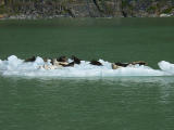 Harbor Seals Kicking back