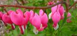 My bleeding Heart!