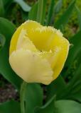 Yellow Fringed Tulip