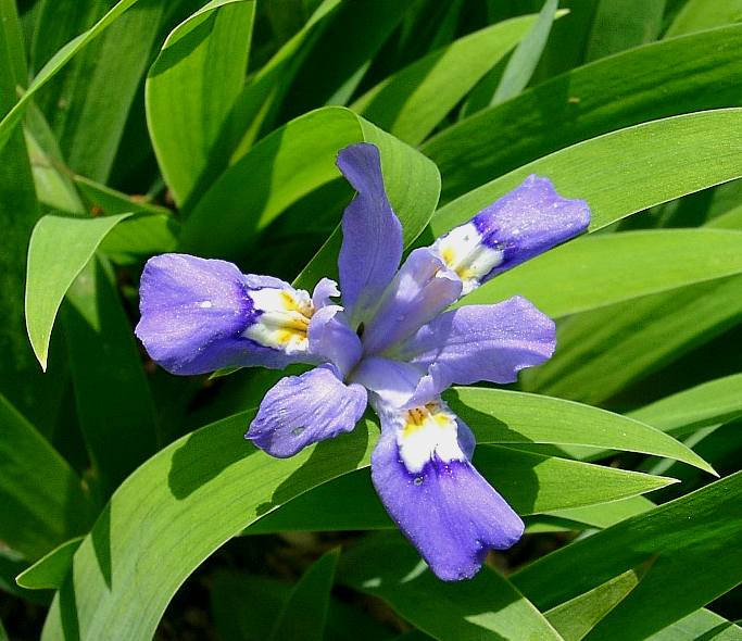 Dwarf Iris in bright May Sun