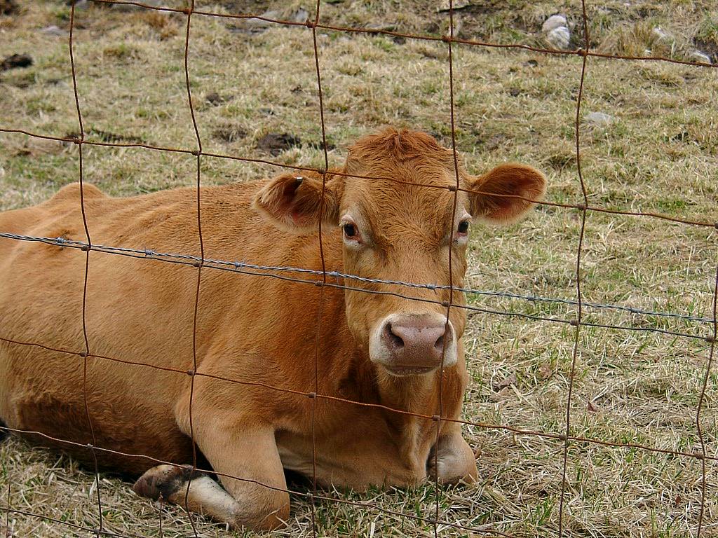 Hi, Im a tourist cow !