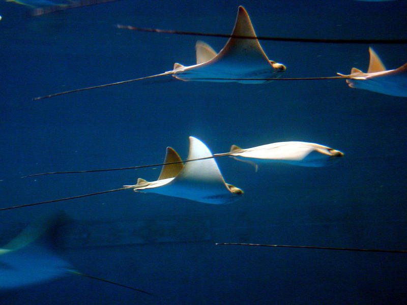 devilfish