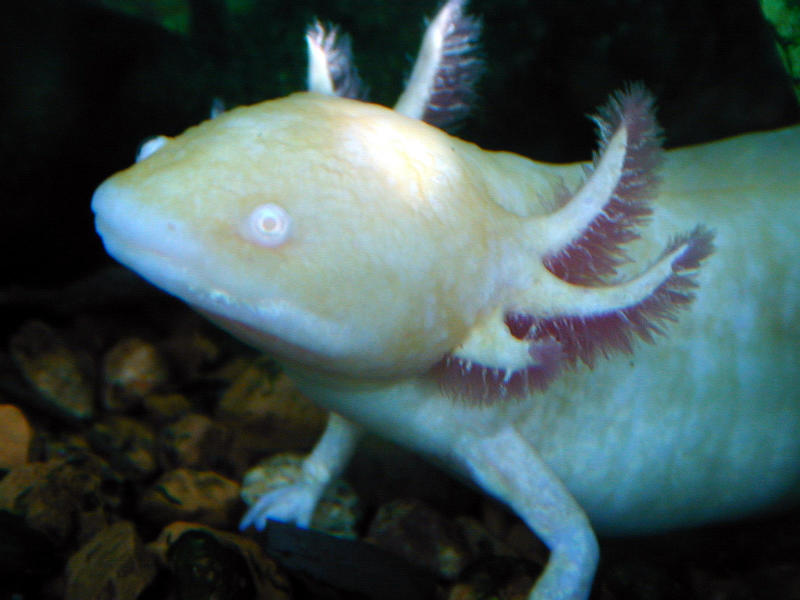axolotl